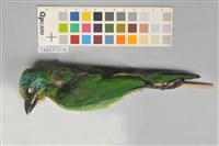 藏品(五色鳥)的圖片